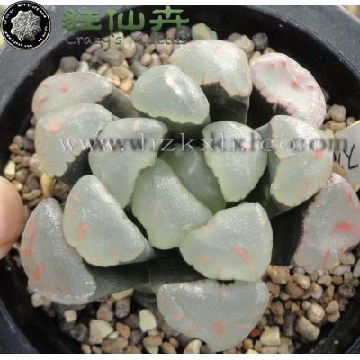 万象 红宝石 侧芽  3.8cm
