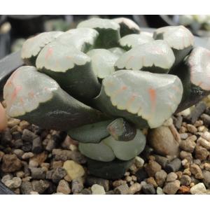 万象 红宝石 侧芽  3.8cm